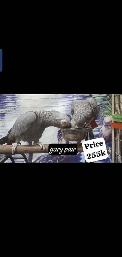 african gray  female