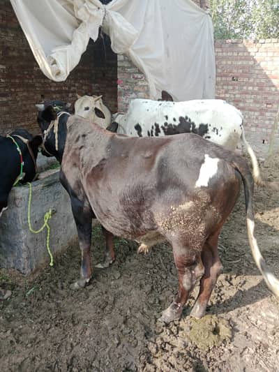 desi bull for eid