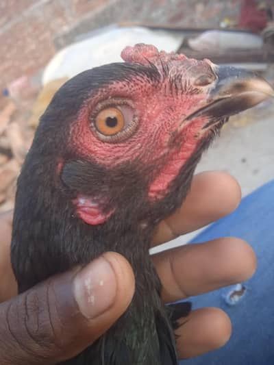 vilayati mail female munshi rate