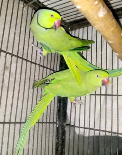 breader pair 03143275503