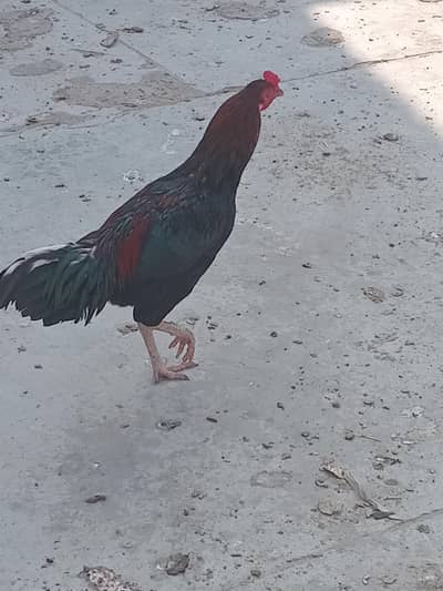 aseel young morga for sale