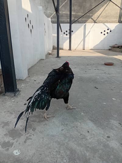 aseel lasani 03115061200