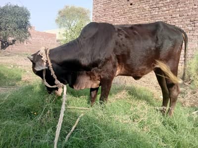 FEMALE COW FOR SALE