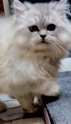 male kitten triple coat  punch face