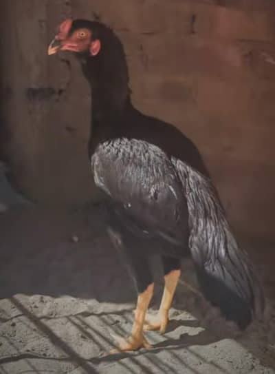 BLACK MUSHKA PATHA AVAILABLE