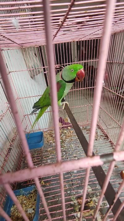 parrot breeder Male