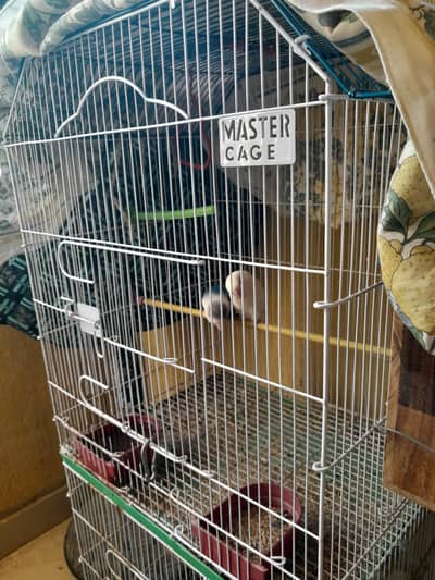 Birds 2 Portions Cage For Sale Urgent 1 month used.