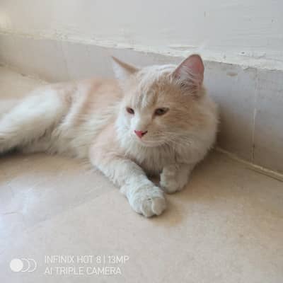 Male Cat for Sale - Potty Trained