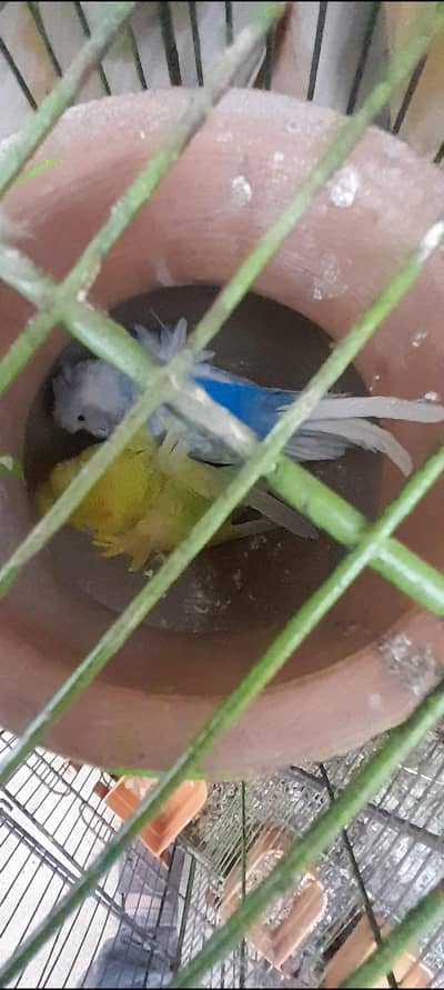 hogoromo cocktail  Australian love birds pair