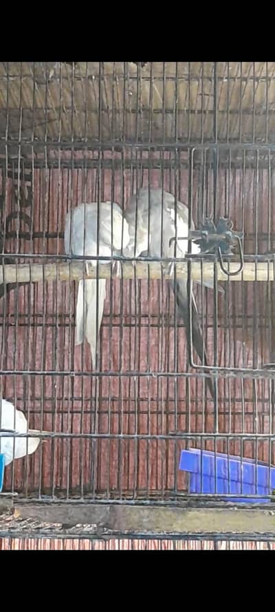 cocktail  Australian love birds pair