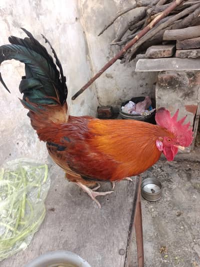 Red Golden Murgha Desi