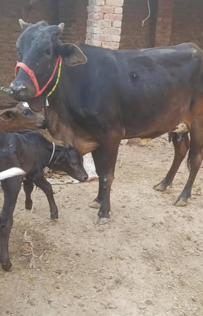 Tazi Sui Desi Cross Gay