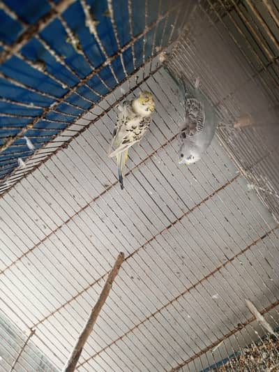 hogoromo breder pair