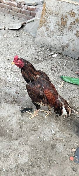 peela or sava murgha