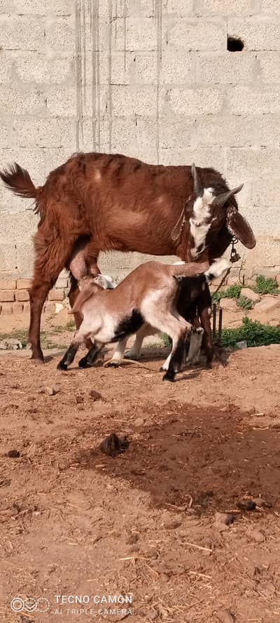 Bakari for sale shat 2 bachay desara sova achy dho od wali