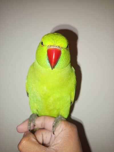 Rose Ringed Indian Parakeet