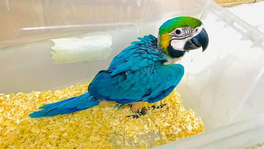 blue and gold macaw chick