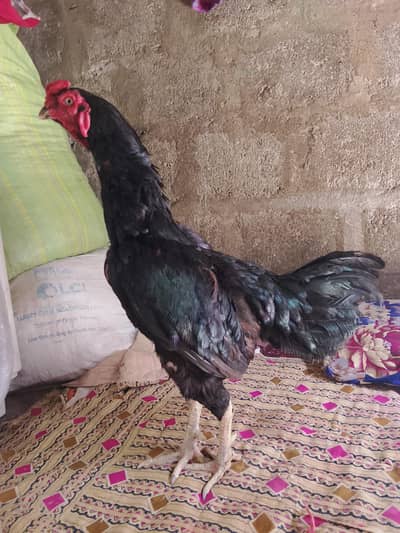 Aseel Hy full Colour Black Mushka sale krrha Hun jagah km Hy isliye