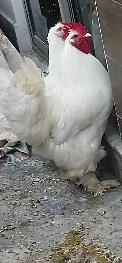 White Buff Heavy breed