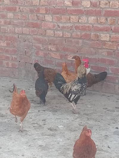 Dasi Misri Hens for sale