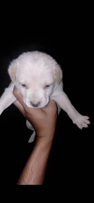 home dog male puppy name jack