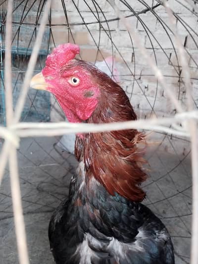 mianwali aseel bredar murga