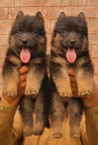 German shepherd long coat pair for sale