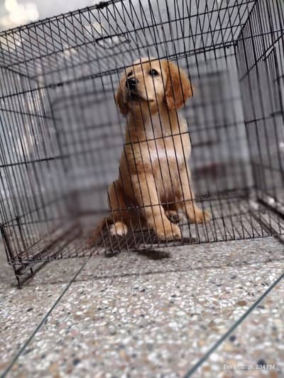Golden Retriever male puppy for sale