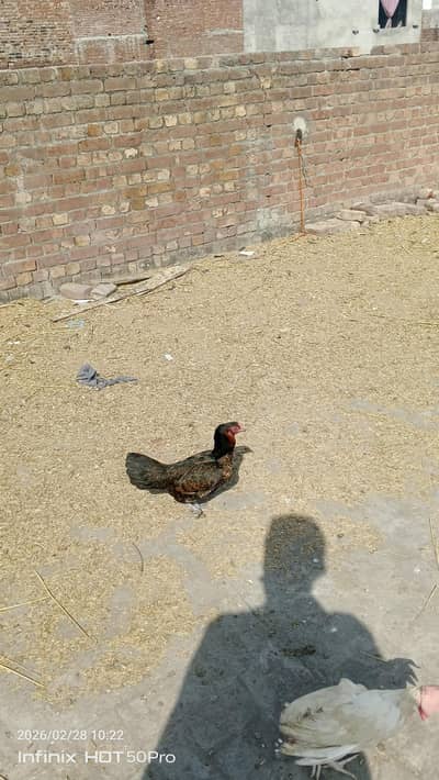 Egg laying hens for sale