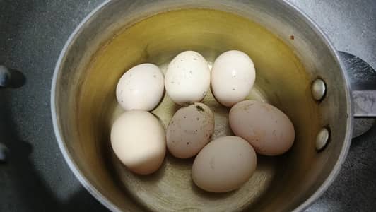 Aseel Shamo fresh fertile eggs