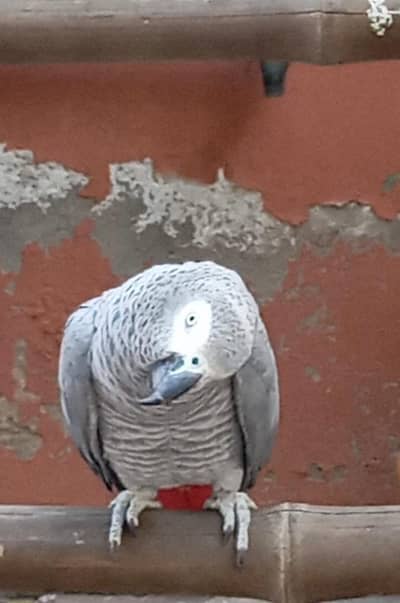 African Grey red colar lorry yellow sided conore talking parrot