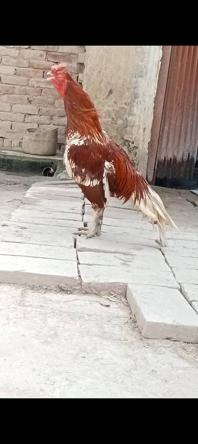 03001330925 badmash murgha for sale