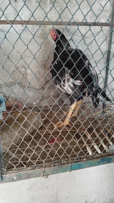 aseel murga and murgi for sale