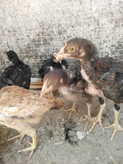 Aseel Mushky chicks and Murghian