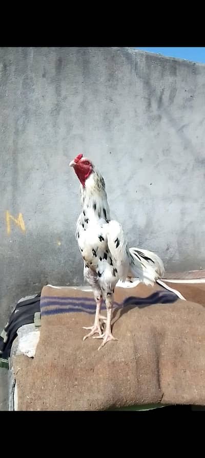 white cheena breedar