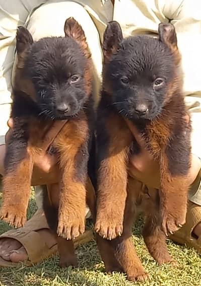 German Shepherd puppies for sale
