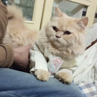 2 years old female cate