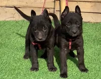 Black Shepherd available for sale