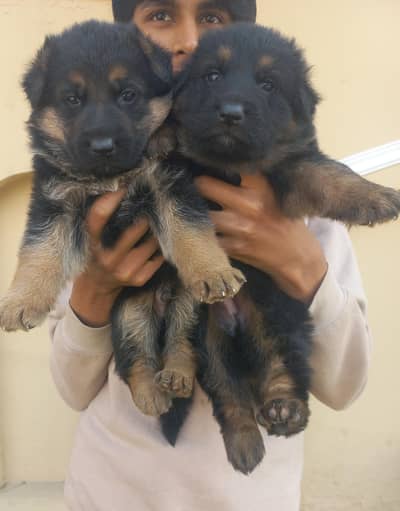 male and females in good quality each 85000 only