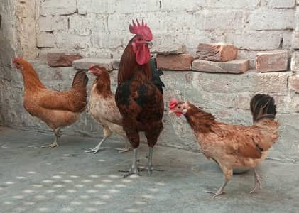 DESI EGGS LAYING HENS