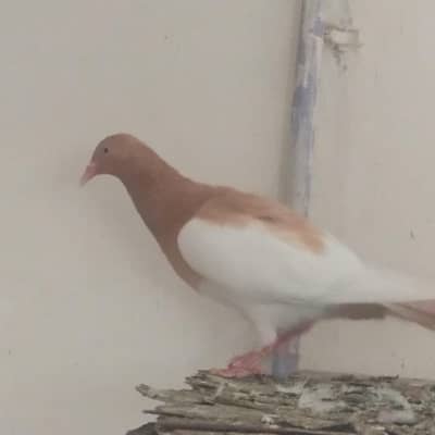 Israeli pigeon