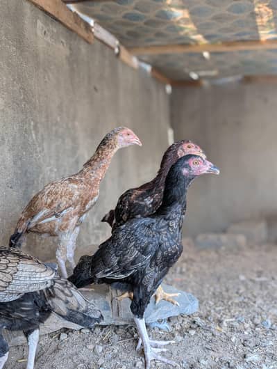 4 mianwali quality patha for sell Whatsapp: 03159640025