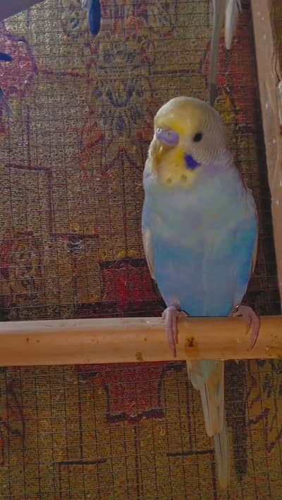 breeder pair available