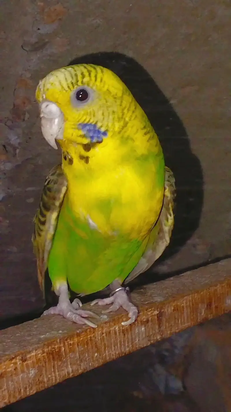 breeder pair available — photo 2