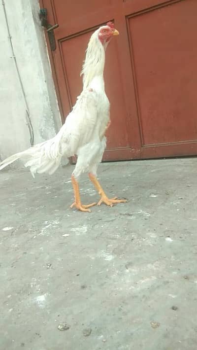 white shamo male available