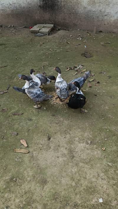 mascovy ducks chicks