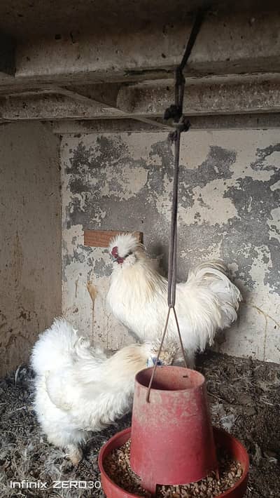 silkie breeder # white breeder set # White  0 shamo also available