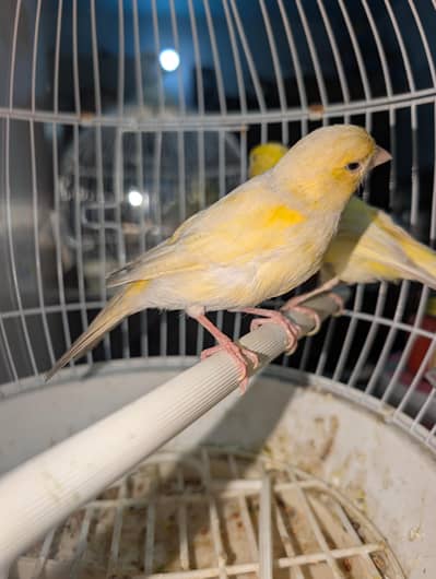 Canary female
