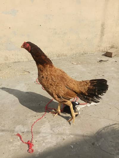 2 High quality High demanded Aseel hens for sale