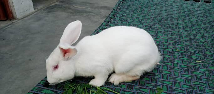 New Zealand rabbit male for sale bleeder 3kg + wait full healthy